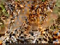 Close-up of a jaguar in Brazil's Pantanal, showcasing its striking golden coat and intense gaze. 