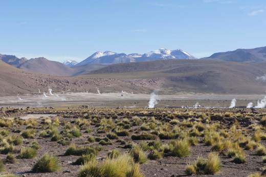 Morning steam rises from El Tatio Geysers with tussock grass and Andean peaks in the Atacama Desert. 