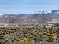 Morning steam rises from El Tatio Geysers with tussock grass and Andean peaks in the Atacama Desert. 