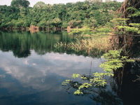 Dense tree canopy and vegetation by the water 