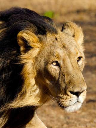 Parc National Gir