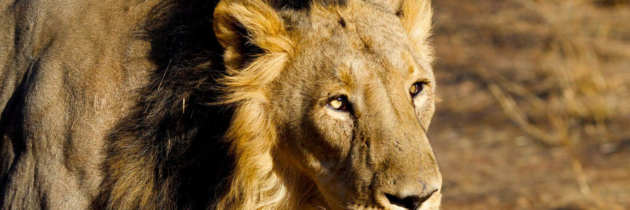 Parc National Gir