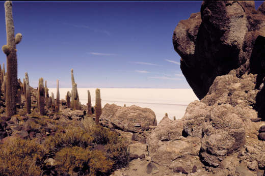 Website Images Isla Pescado Uyuni Salt Flats