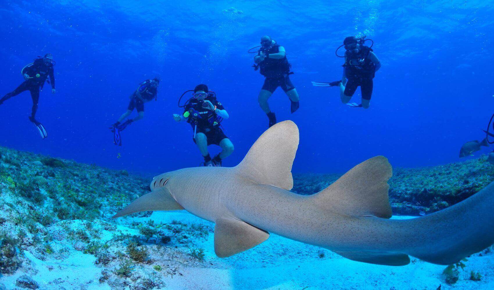 Group of scuba divers swimming near a shar in clear blue waters off Fernando de Noronha, Brazil. 