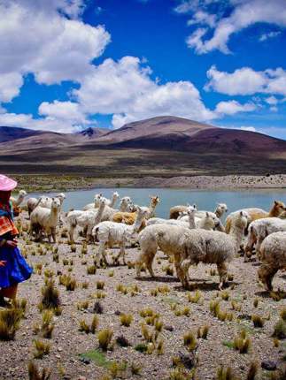 Sheep graze across the Andean Altiplano under vivid skies in South America. 