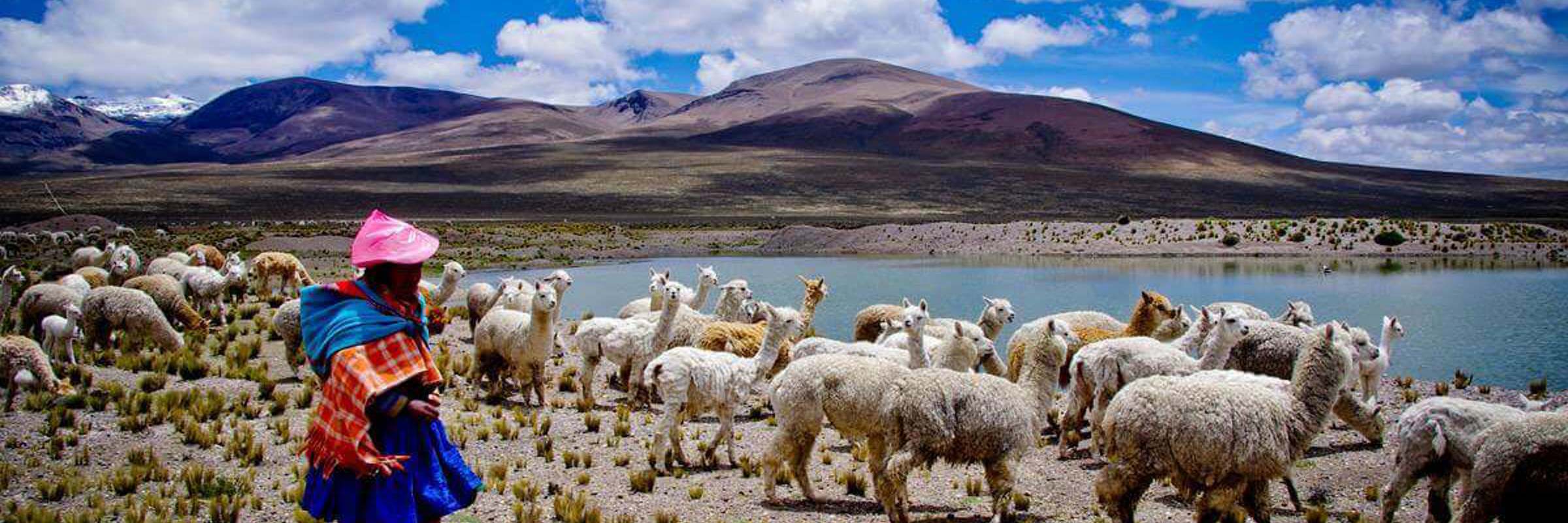 Sheep graze across the Andean Altiplano under vivid skies in South America. 