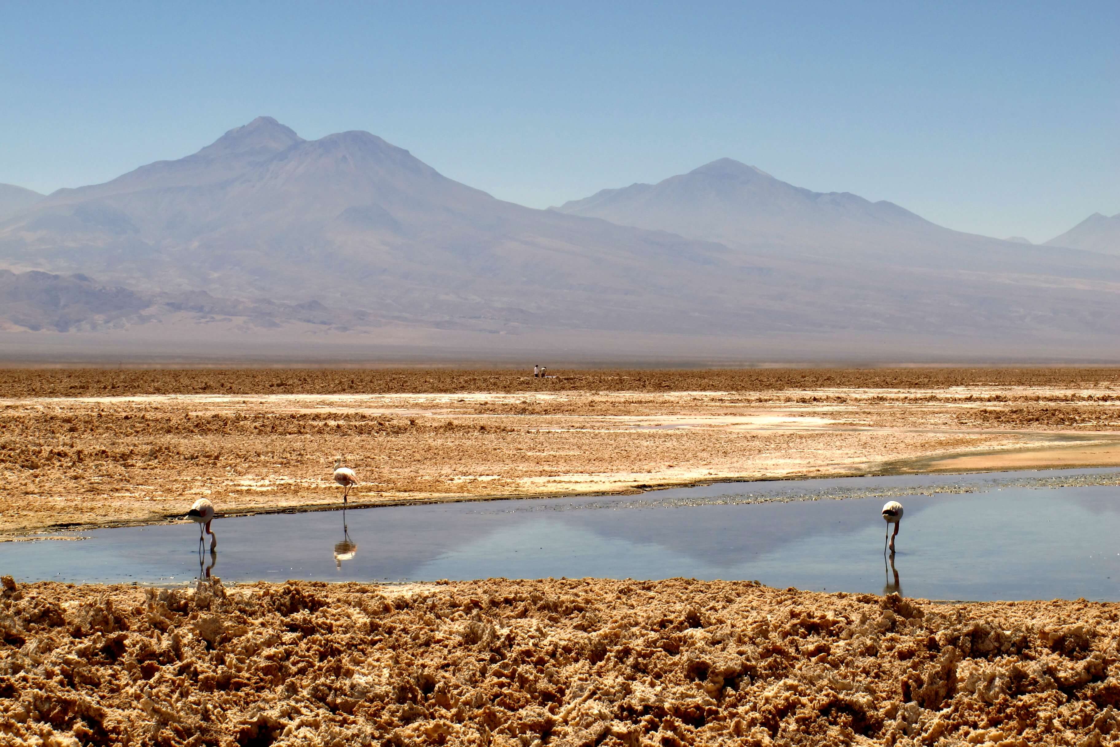 Flamingos feeding in a shallow lagoon on the Atacama Desert altiplano with the Andes mountains in the background. 