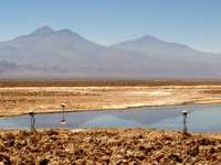 Flamingos feeding in a shallow lagoon on the Atacama Desert altiplano with the Andes mountains in the background. 