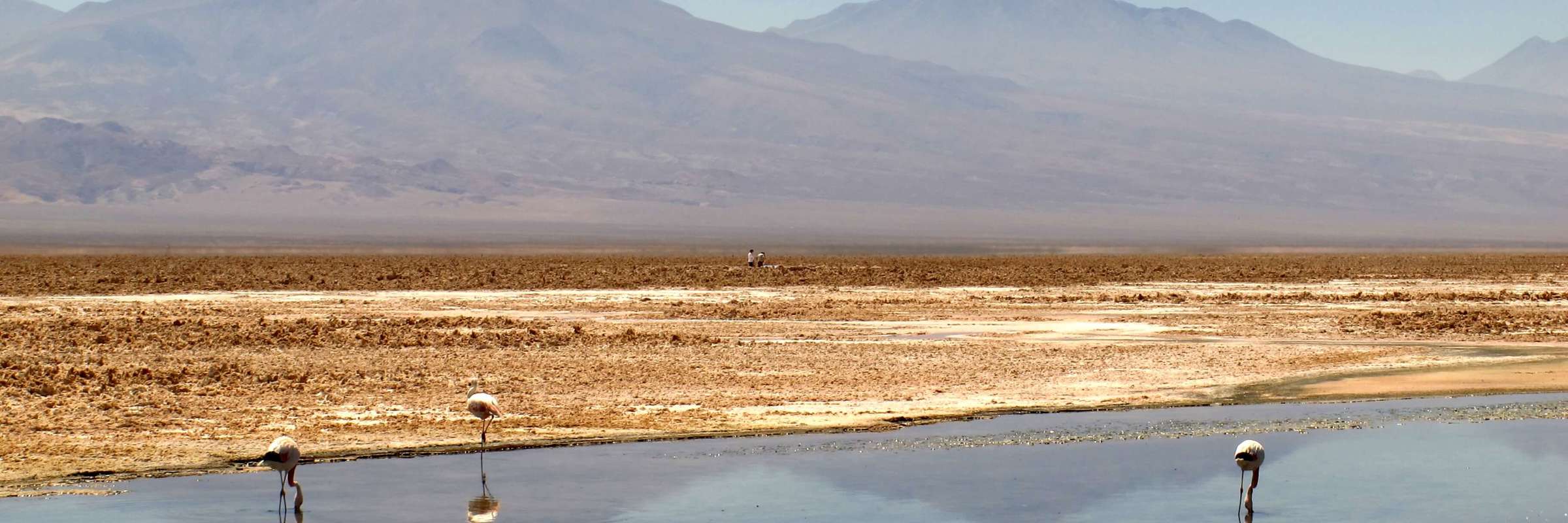Flamingos feeding in a shallow lagoon on the Atacama Desert altiplano with the Andes mountains in the background. 