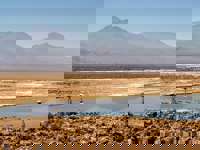 Flamingos feeding in a shallow lagoon on the Atacama Desert altiplano with the Andes mountains in the background. 