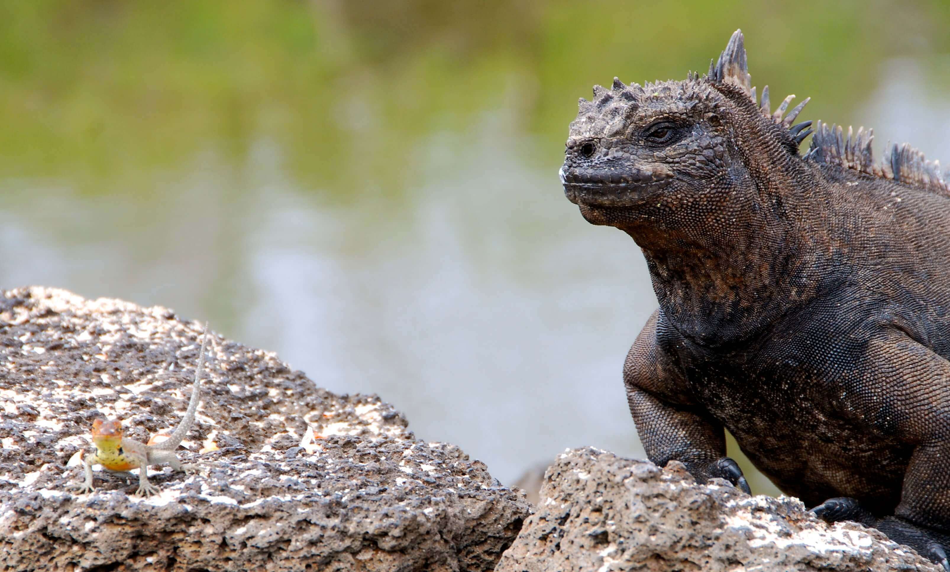 Iguane Galapagos