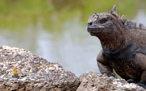 Iguane Galapagos