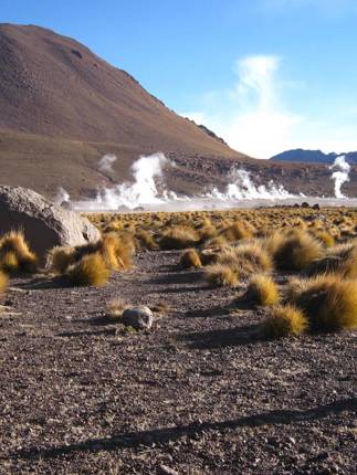 Steam rises from El Tatio geysers at sunrise, framed by desert vegetation and volcanic peaks. 