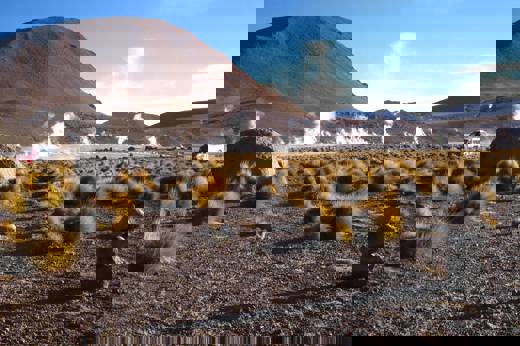 2584857978 0C09fa929c O