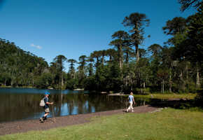 Two hikers walk beside a still lake framed by towering Araucaria trees in Chile's Lake District near Puerto Montt. 