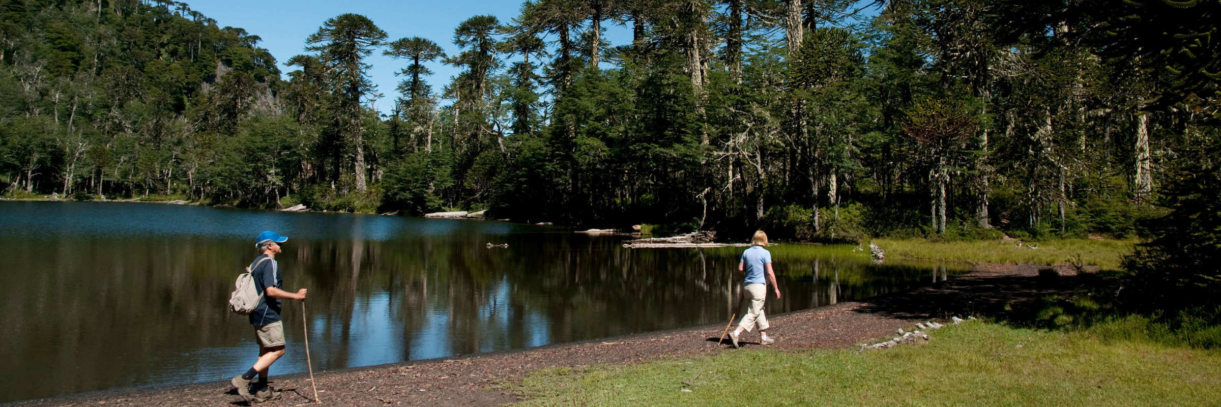 Two hikers walk beside a still lake framed by towering Araucaria trees in Chile's Lake District near Puerto Montt. 