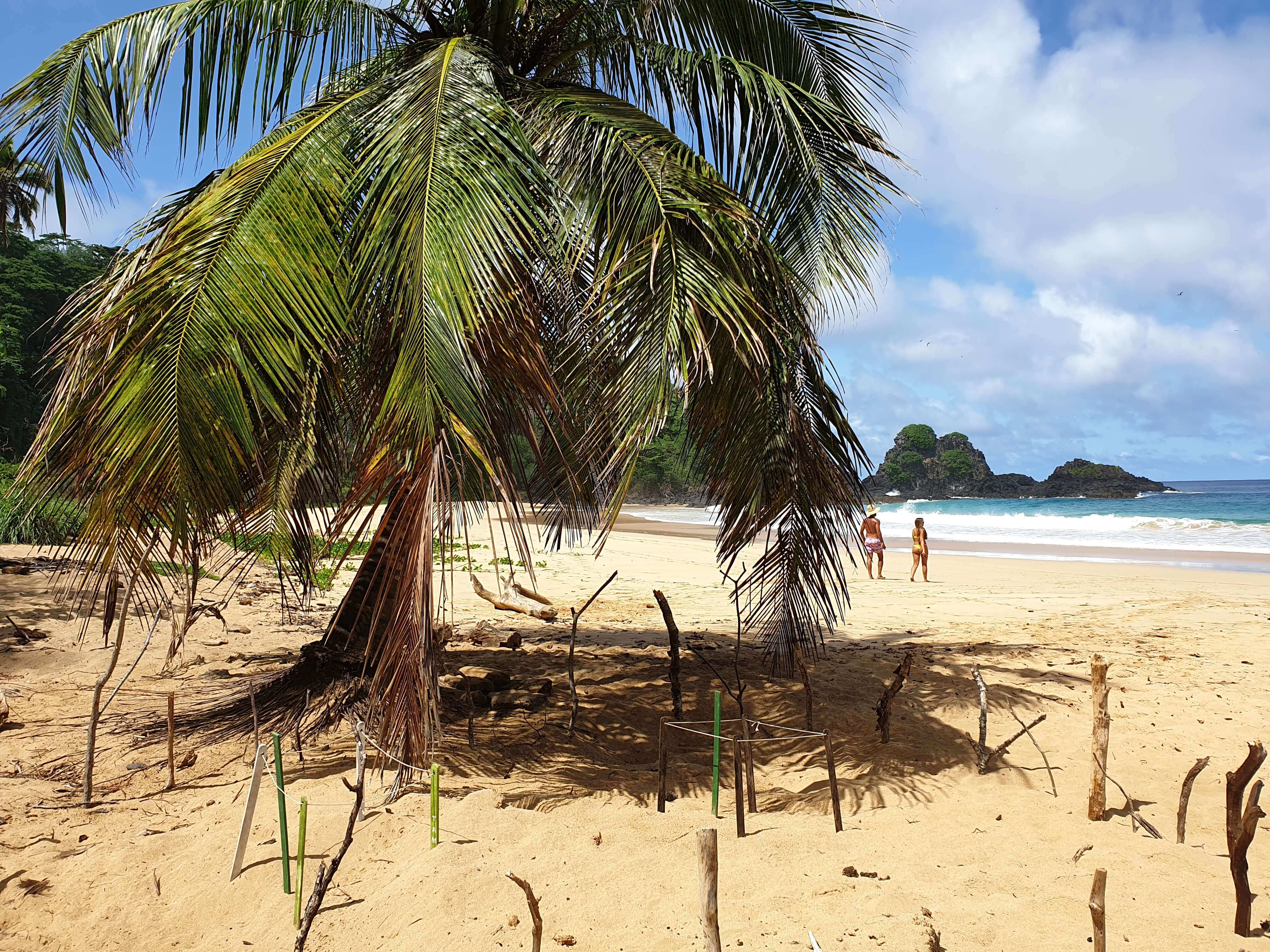 Palm tree on tropical beach in Fernando de Noronha with golden sand, blue skies, and people walking along the shoreline. 