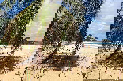 Palm tree on tropical beach in Fernando de Noronha with golden sand, blue skies, and people walking along the shoreline. 