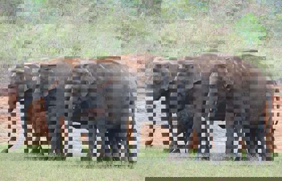 Periyar