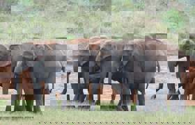 Periyar