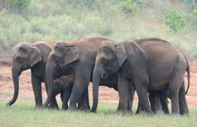 Réserve d’éléphants à Periyar      