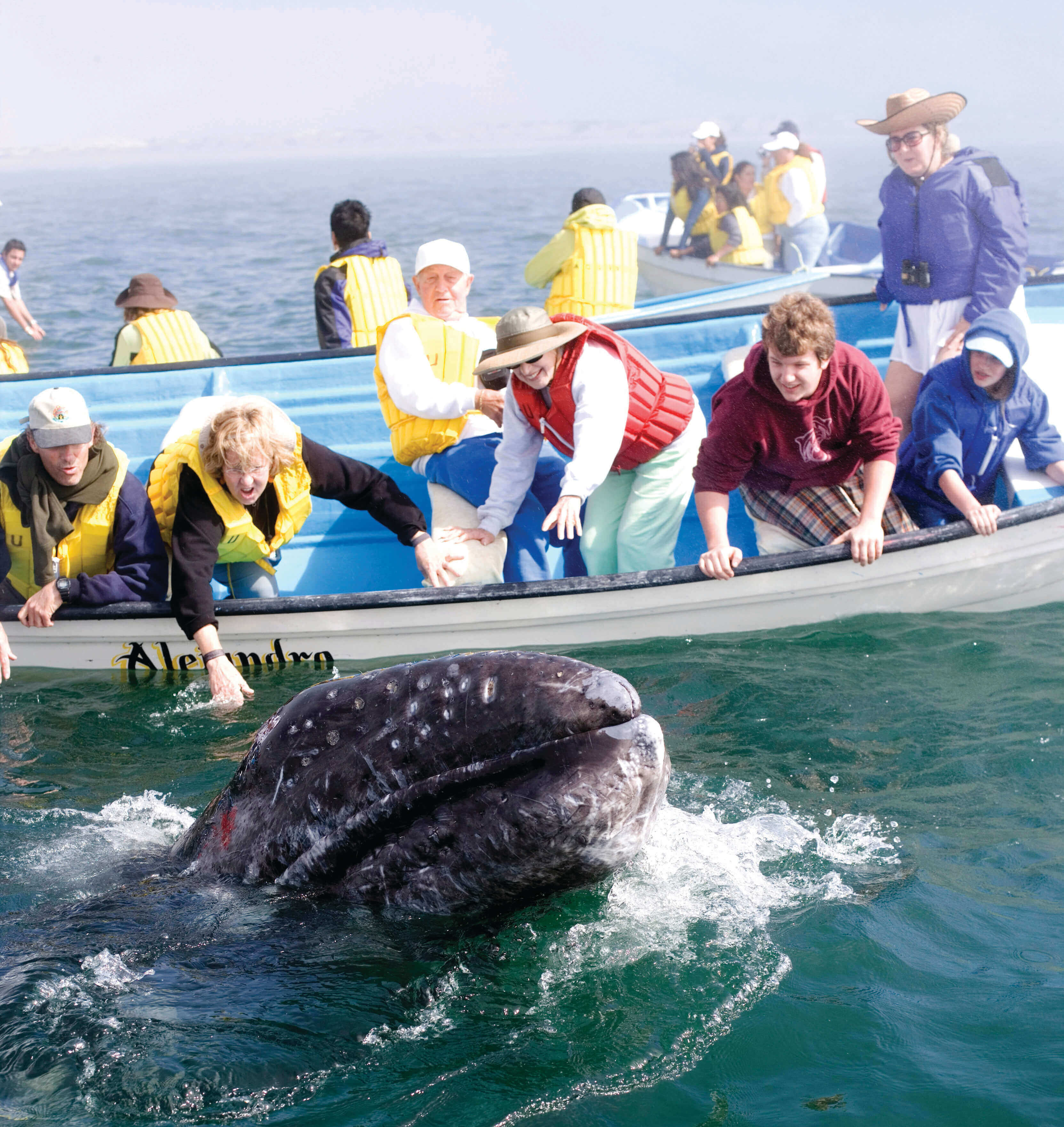 Tourists reach out to touch a gray whale during an intimate whale watching tour in Baja California, Mexico. 
