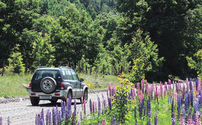 A car drives through blooming lupines on a gravel road surrounded by dense forest in Chile's Lake Region. 