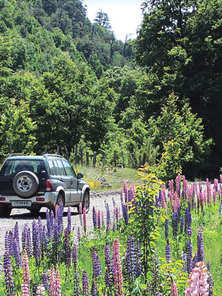 A car drives through blooming lupines on a gravel road surrounded by dense forest in Chile's Lake Region. 