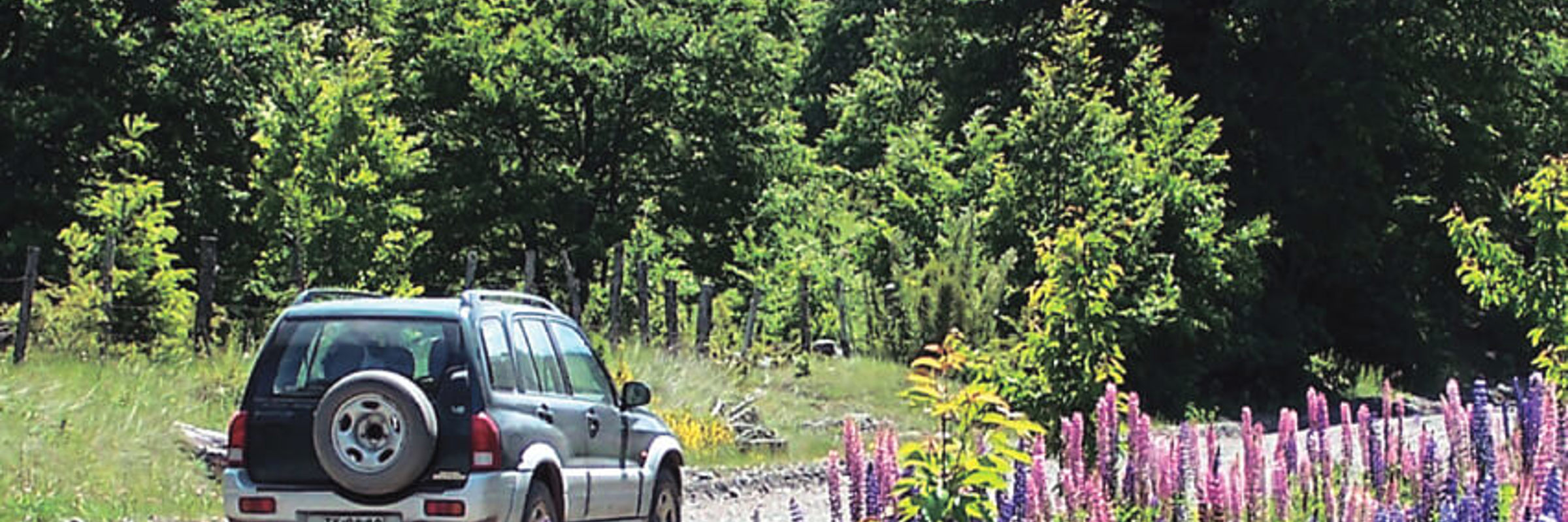 A car drives through blooming lupines on a gravel road surrounded by dense forest in Chile's Lake Region. 