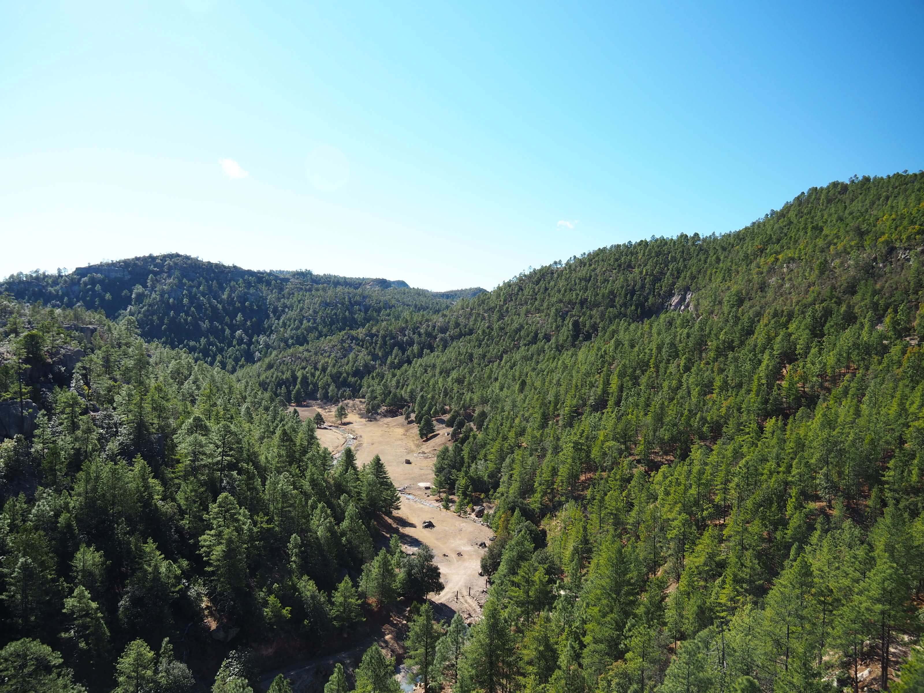 A panoramic view of the pine-covered valleys and mountains in the Copper Canyon region of northern Mexico. 