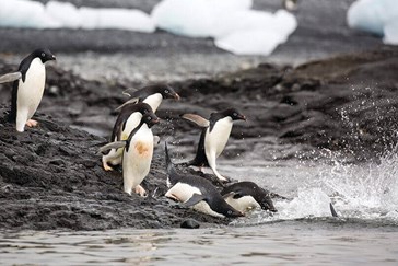 Pingouins Adelie en Antarctique
