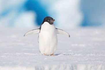 Pingouin en Antarctique