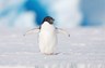 Pingouin en Antarctique