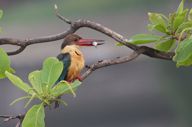 Wildlife Abound