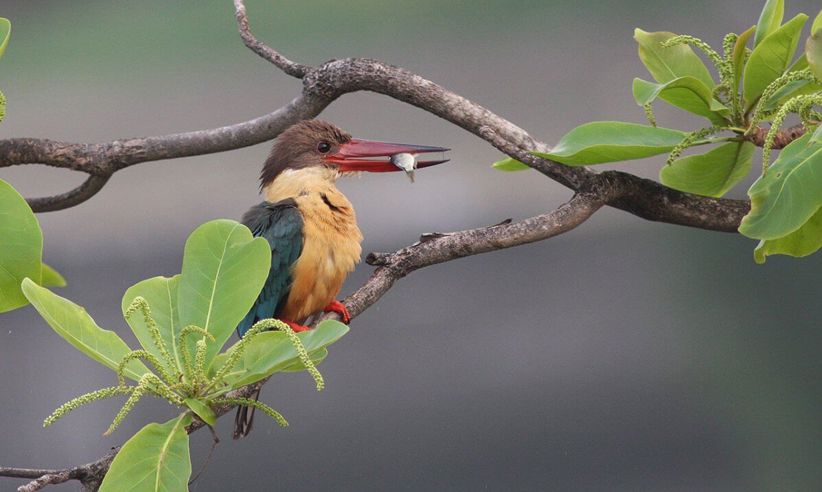 Wildlife Abound