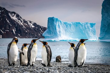 Découverte de la faune de l'Antarctique