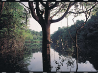In the time when the big trees were kings