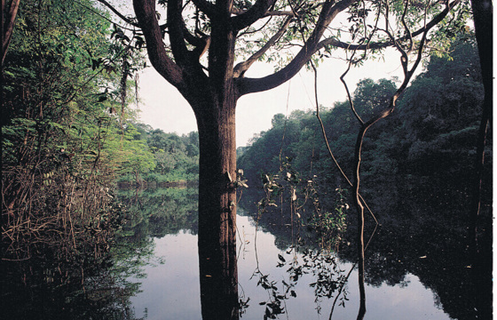 In the time when the big trees were kings
