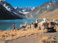 South America - Chile: Alpacas by Lake Chungara with the Andes mountains in the background. 