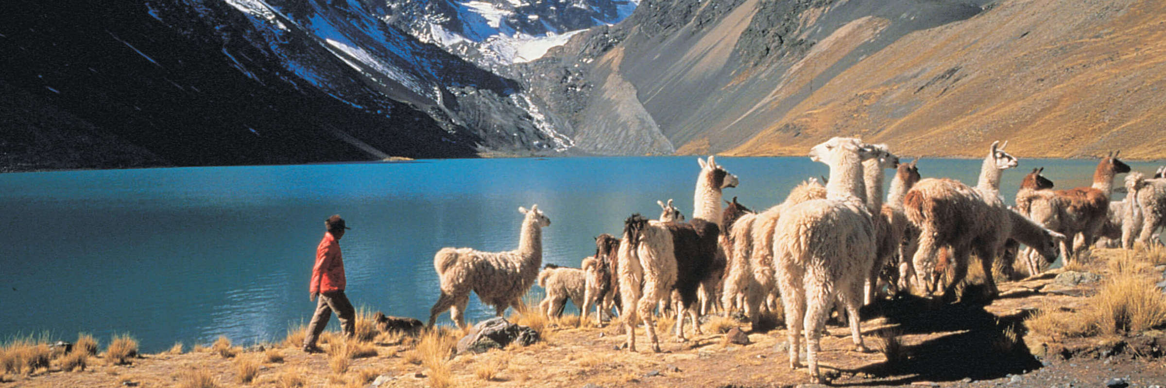 South America - Chile: Alpacas by Lake Chungara with the Andes mountains in the background. 