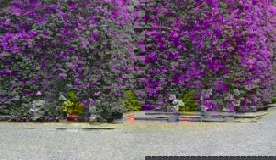 Spring colour