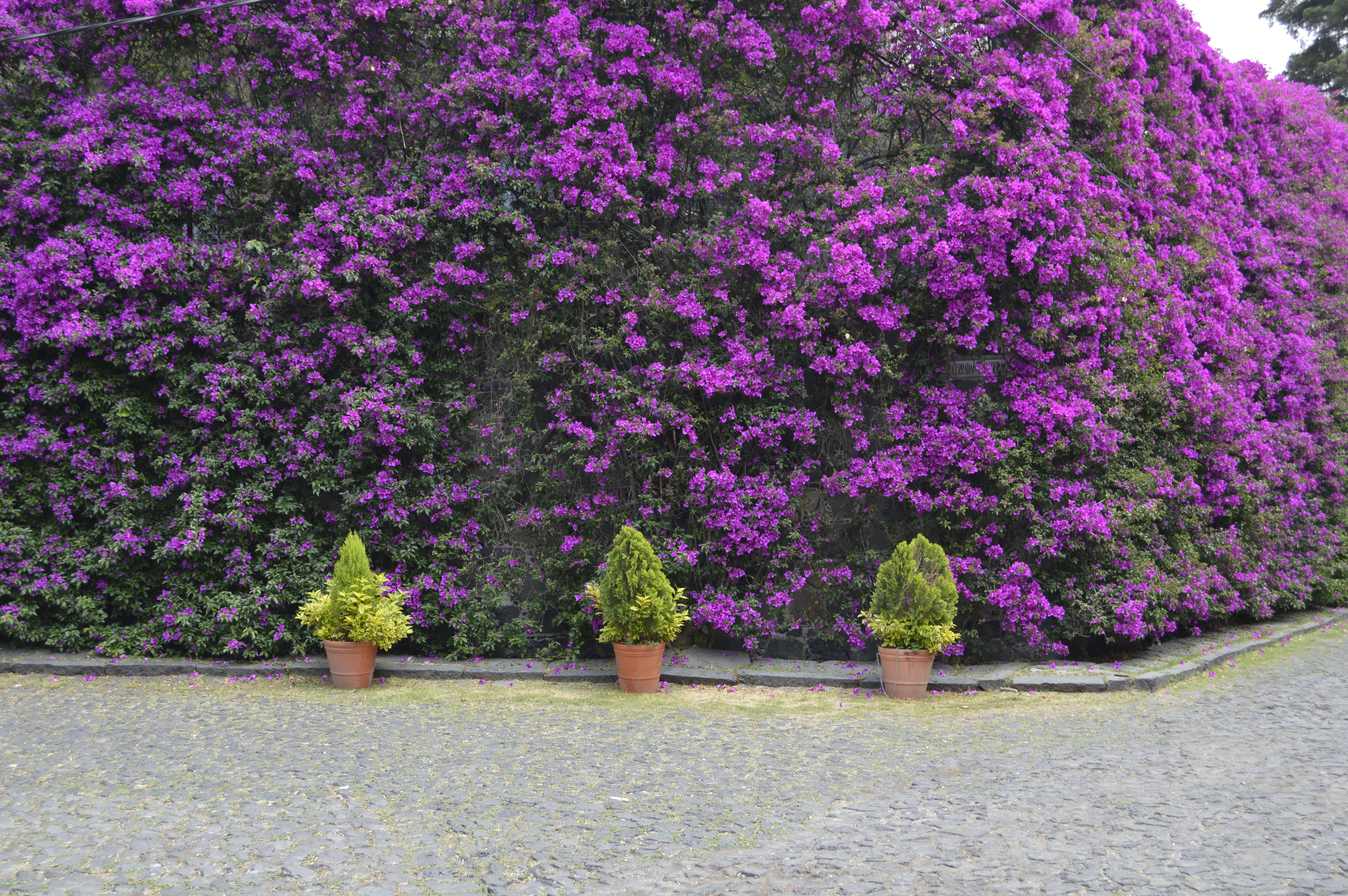 Lush wall of blooming purple bougainvillea in San Miguel de Allende, framed by potted topiary trees. 
