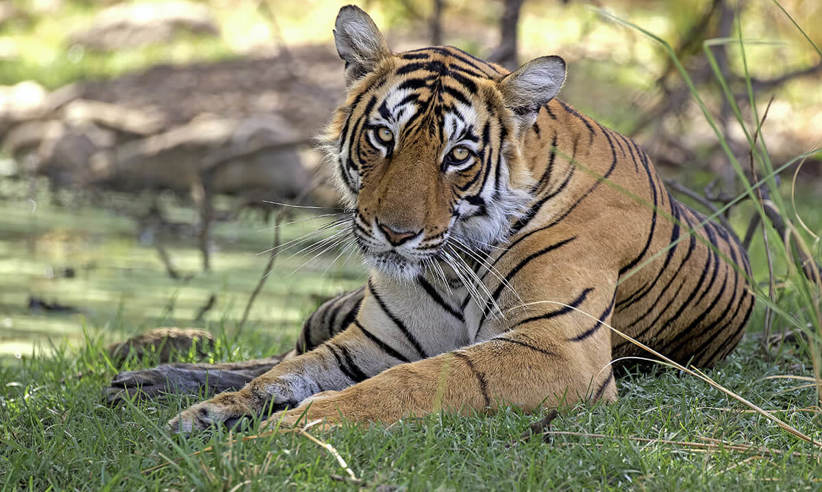 Conservation Is Part Of The Experience With The Sujan Family