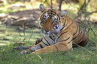Conservation Is Part Of The Experience With The Sujan Family