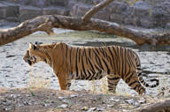 Enjoy Games Drives In Search Of The Elusive Tigers
