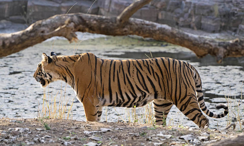 Enjoy Games Drives In Search Of The Elusive Tigers