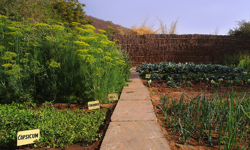 Enjoy Organic Ingredients From The Garden