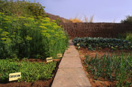 Enjoy Organic Ingredients From The Garden
