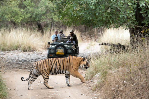 On Safari