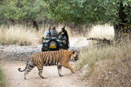 On Safari
